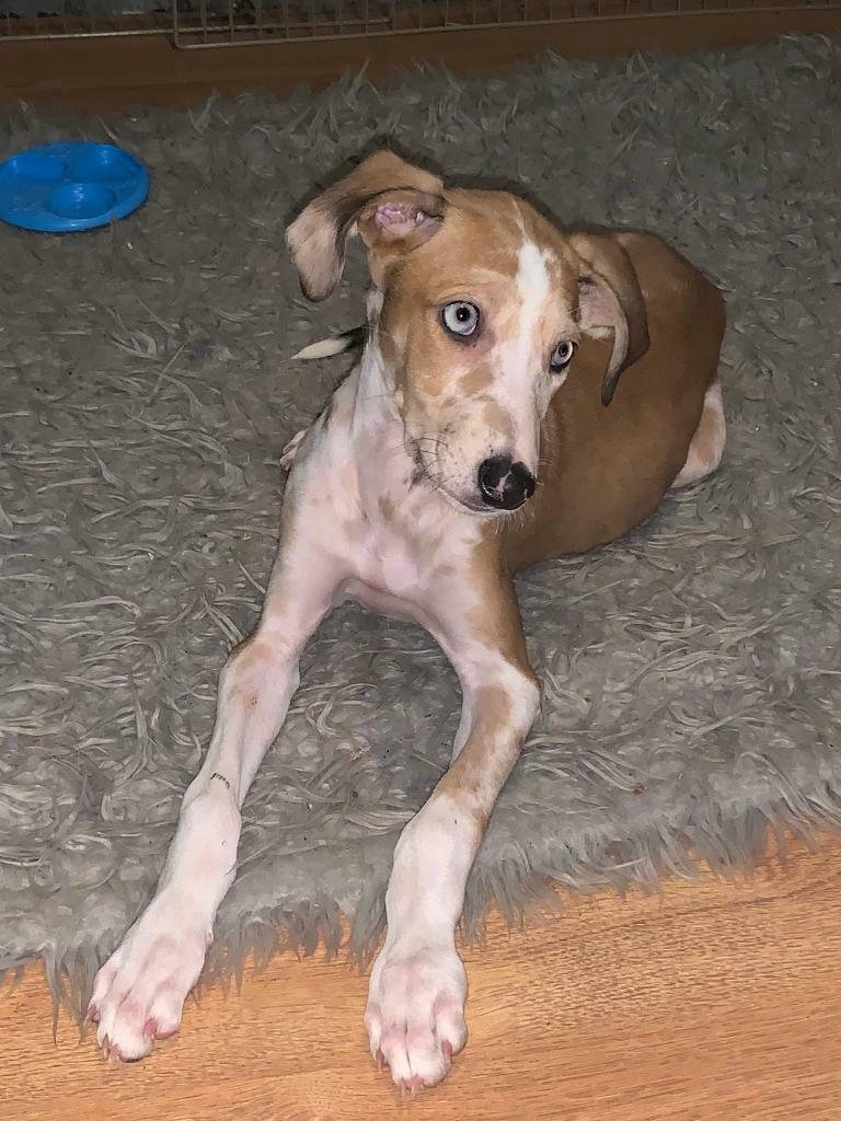 saluki for sale gumtree